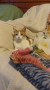 Benji (1)